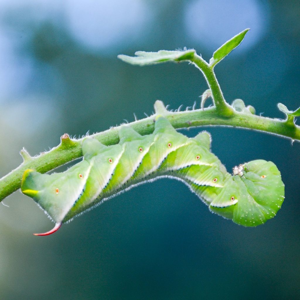 Hornworm