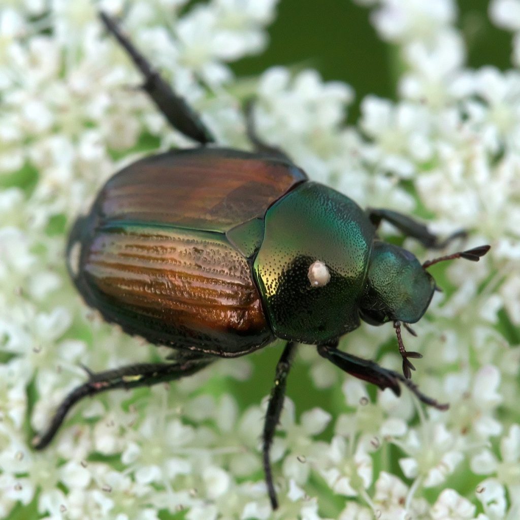 Japanese Beetle