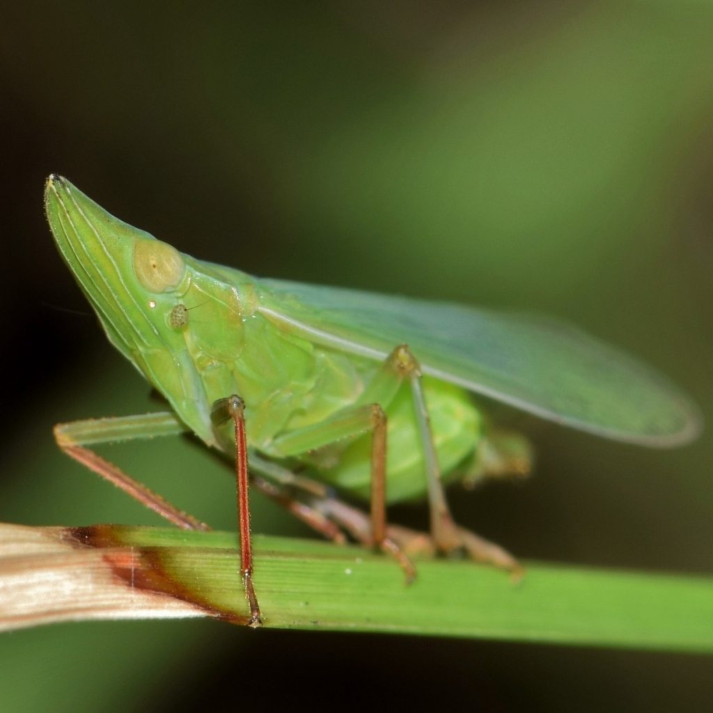 Leafhopper