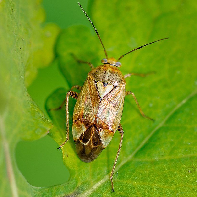 Lygus Bug