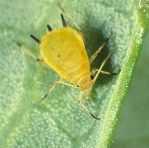 Melon Aphid 2 The Gardener’s Guide to Pest Insects