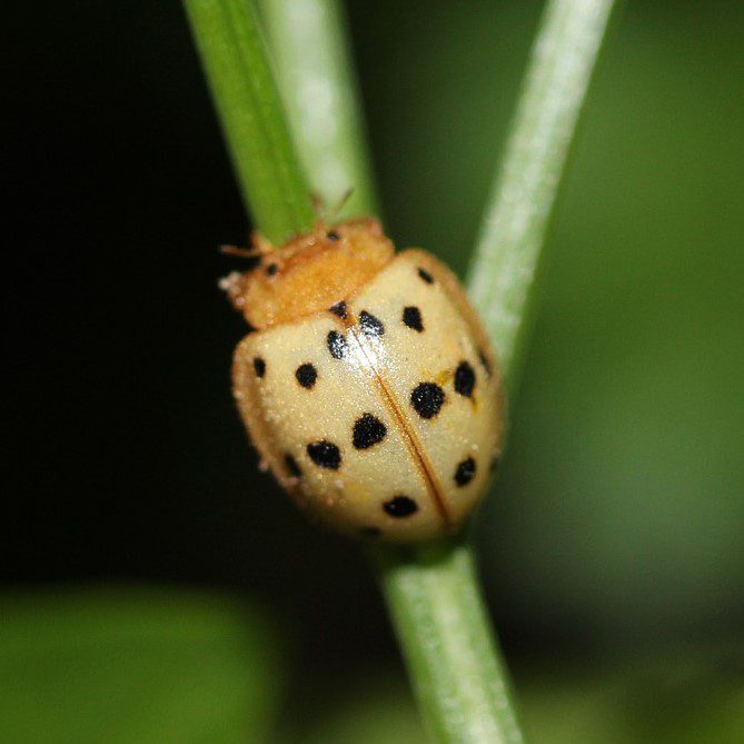 Mexican Bean Beetle