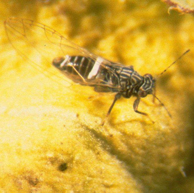 Potato Psyllid