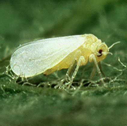 Whitefly