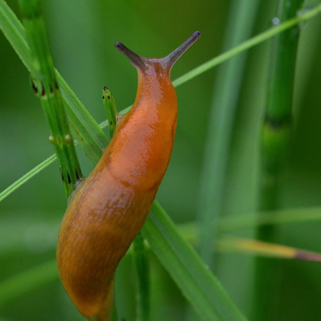 Slug 2 The Gardener’s Guide to Pest Insects