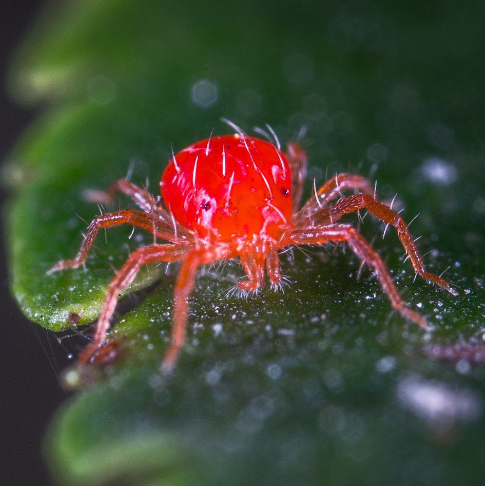 Spider Mite