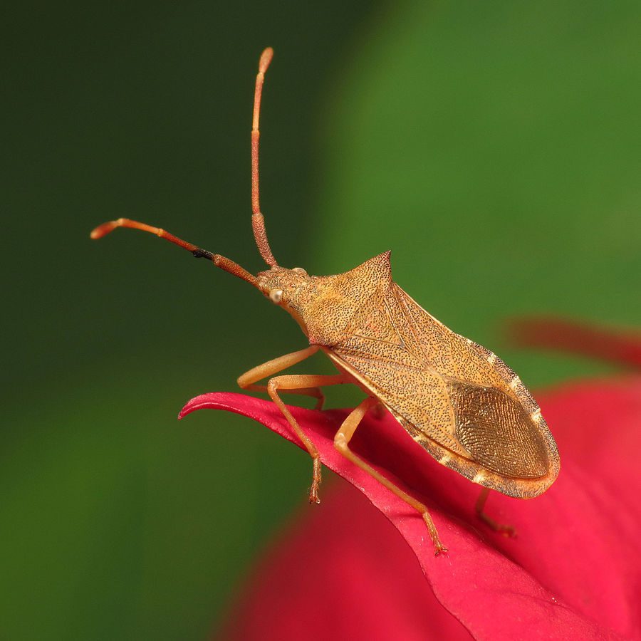 Squash Bug