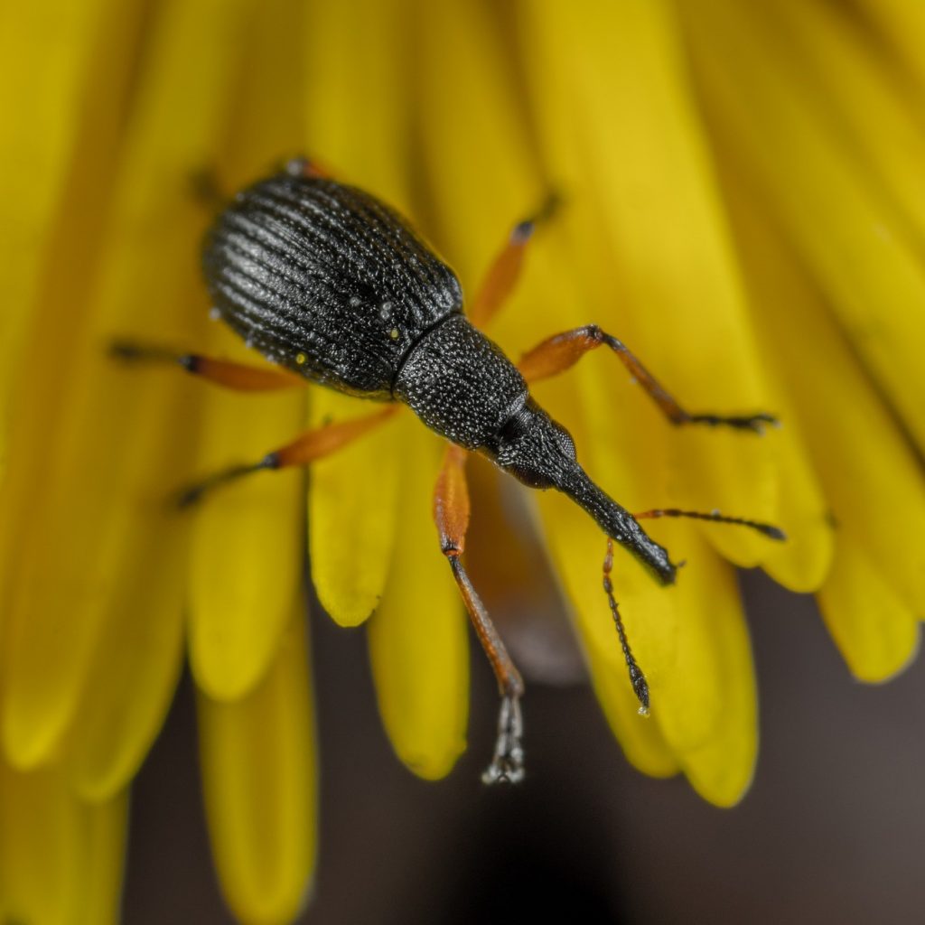 Weevil