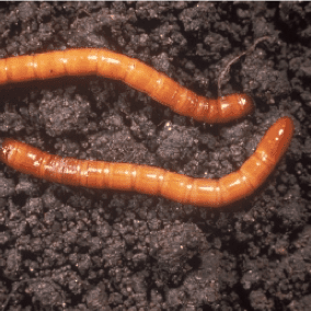 Wireworm