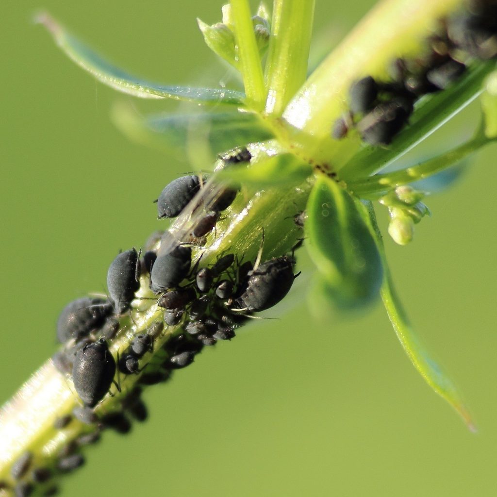 Tips for Garden Critter Control 6 Aphids eating plant