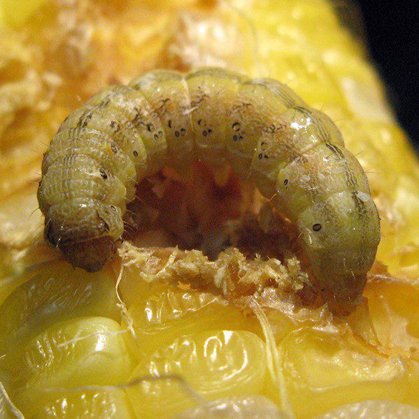 Corn Earworm