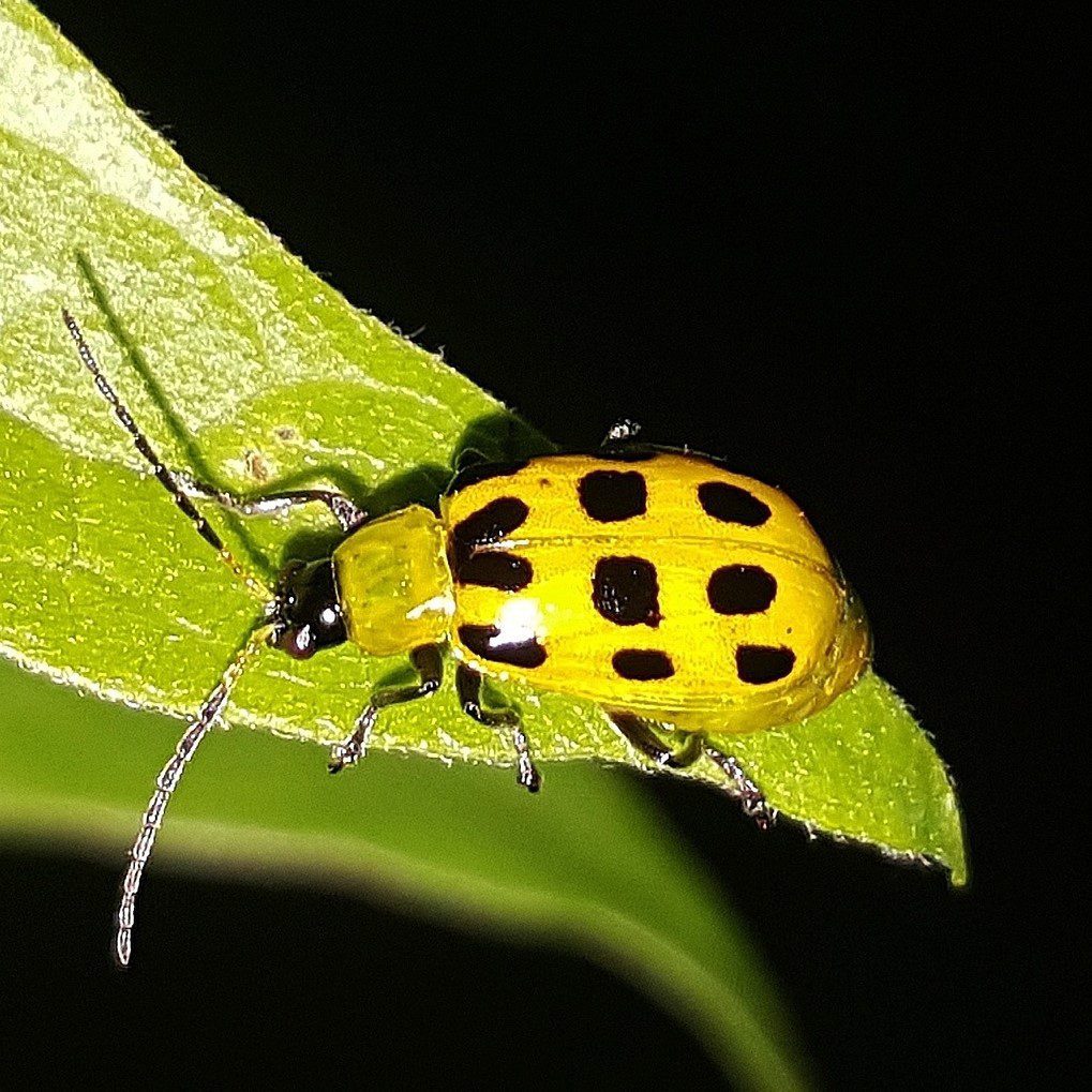 cucumber beetle 2 The Gardener’s Guide to Pest Insects