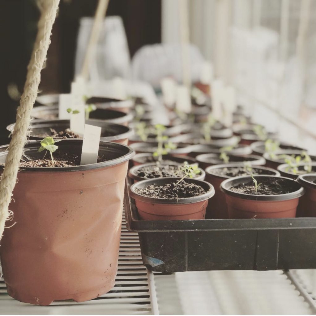 Seedling window growing set up How to Start Seeds Indoors and Keep Them Alive!
