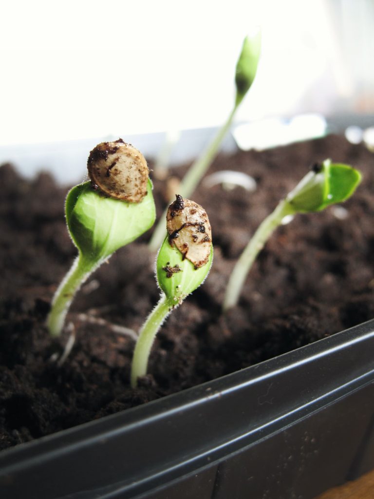 How to Start Seeds Indoors and Keep Them Alive!
