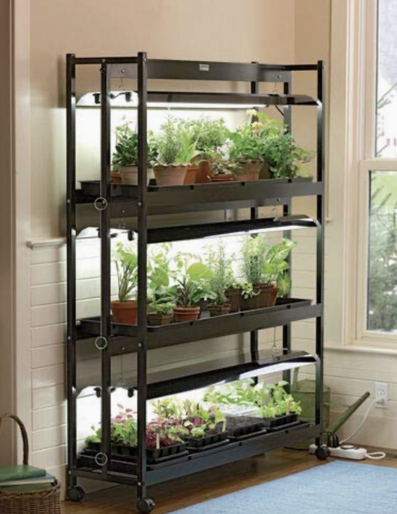Grow lights of tiered shelf How to Start Seeds Indoors and Keep Them Alive!