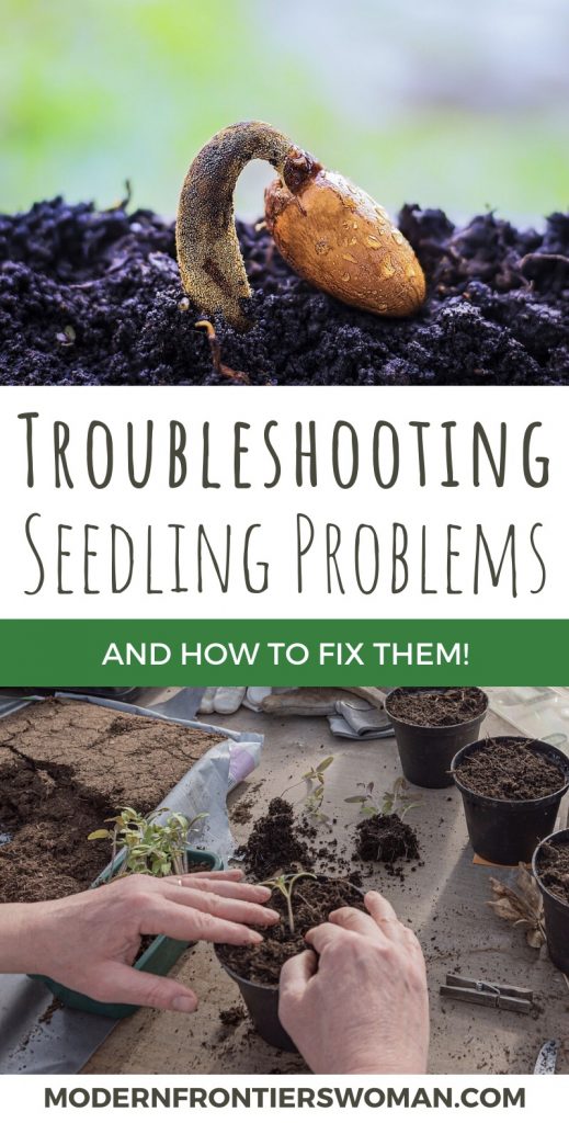 How to Start Seeds Indoors and Keep Them Alive! Troubleshooting seedling problems and how to fix them.