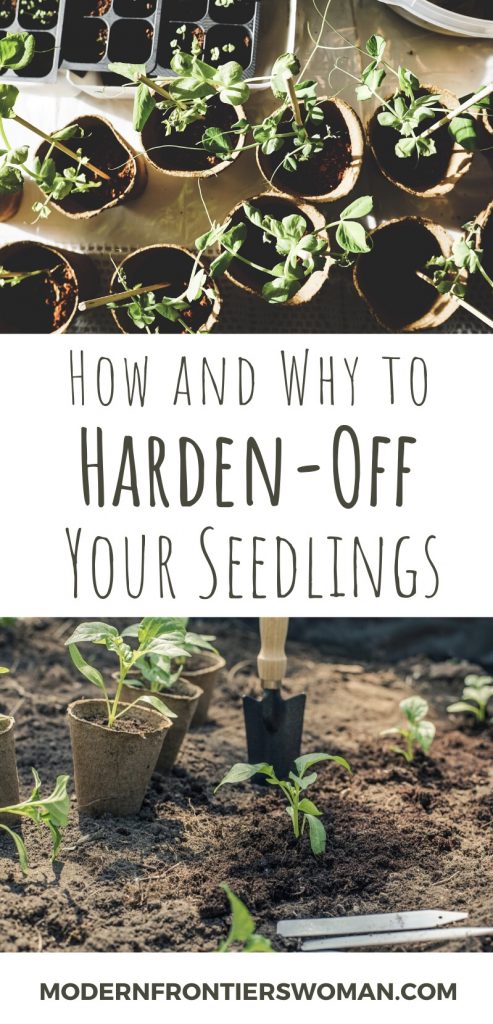 How and why to harden off your seedlings How to Start Seeds Indoors and Keep Them Alive!
