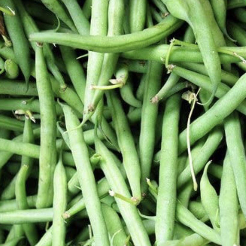 Bush beans