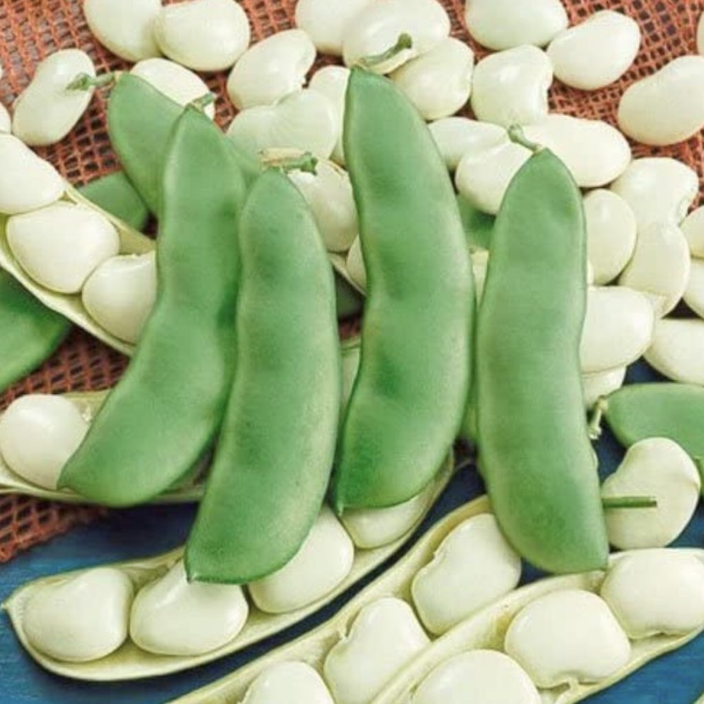 Lima Beans
