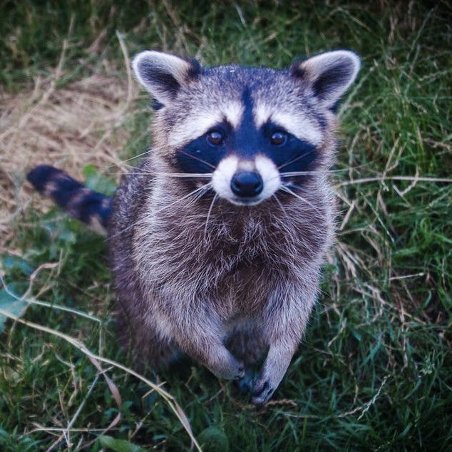 Tips for Garden Critter Control 9 Raccoon