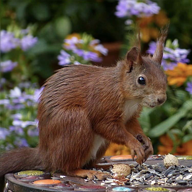 Tips for Garden Critter Control 8 Squirrels