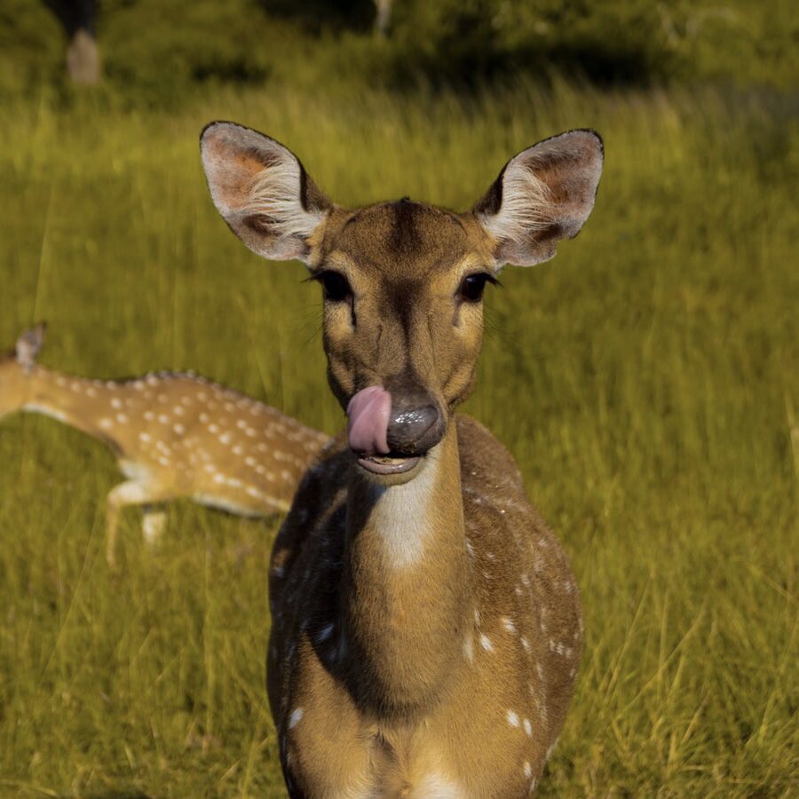 Tips for Garden Critter Control 12 Deer