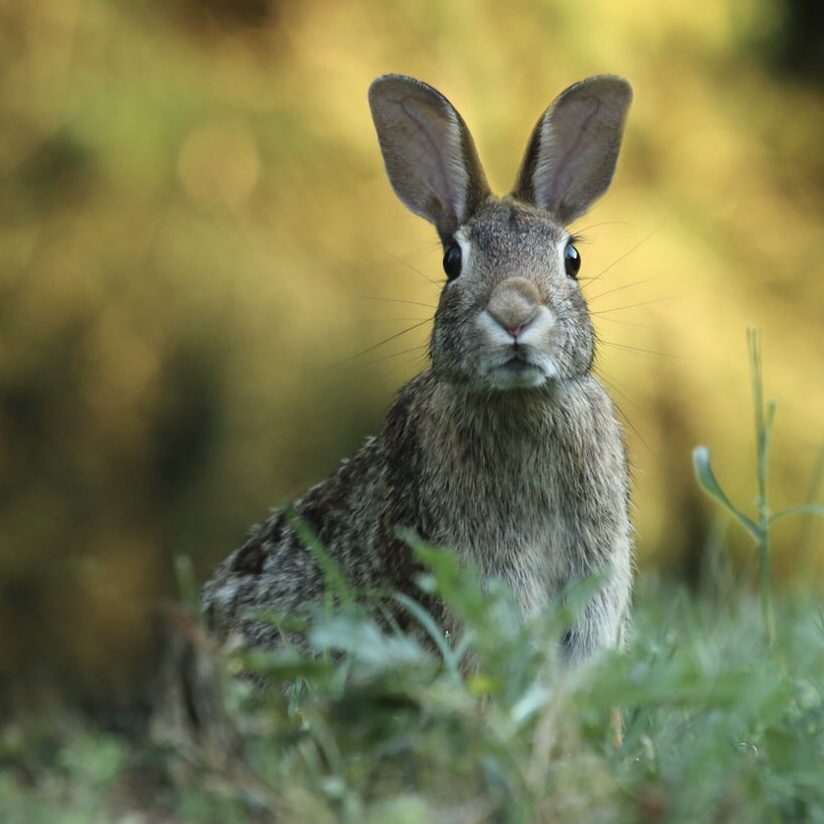 Tips for Garden Critter Control 7 Rabbit