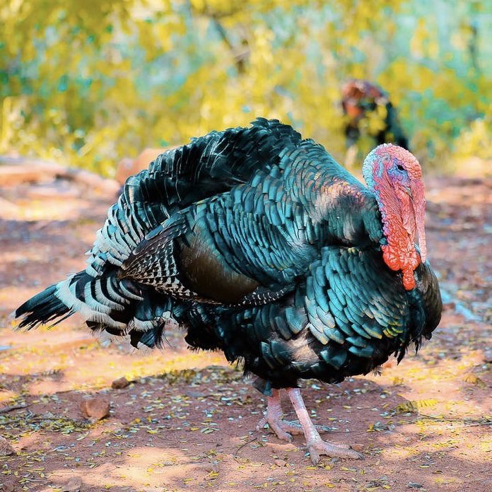 Tips for Garden Critter Control 14 Turkey
