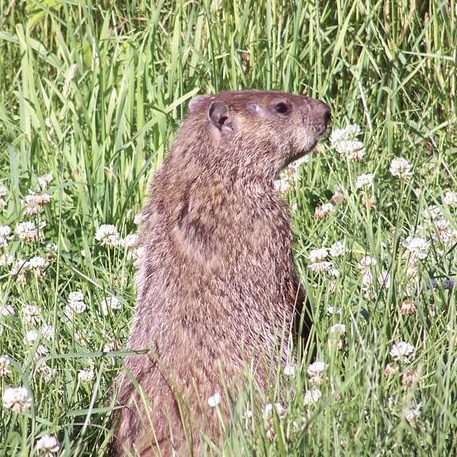 Tips for Garden Critter Control 11 Groundhog