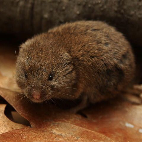 Tips for Garden Critter Control 10 Vole