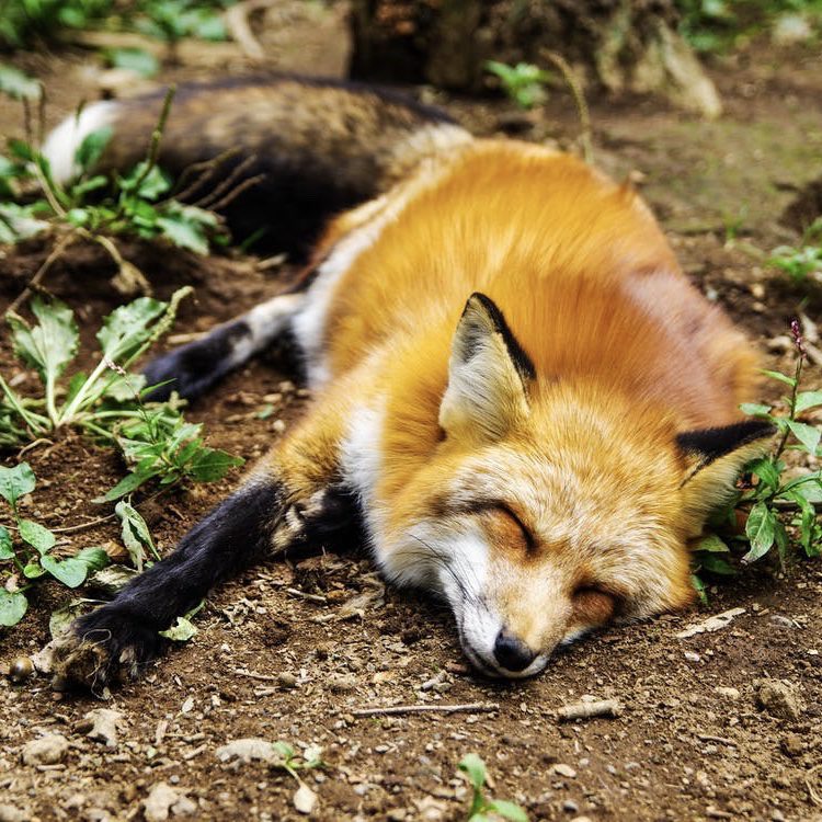 Tips for Garden Critter Control 15 Fox
