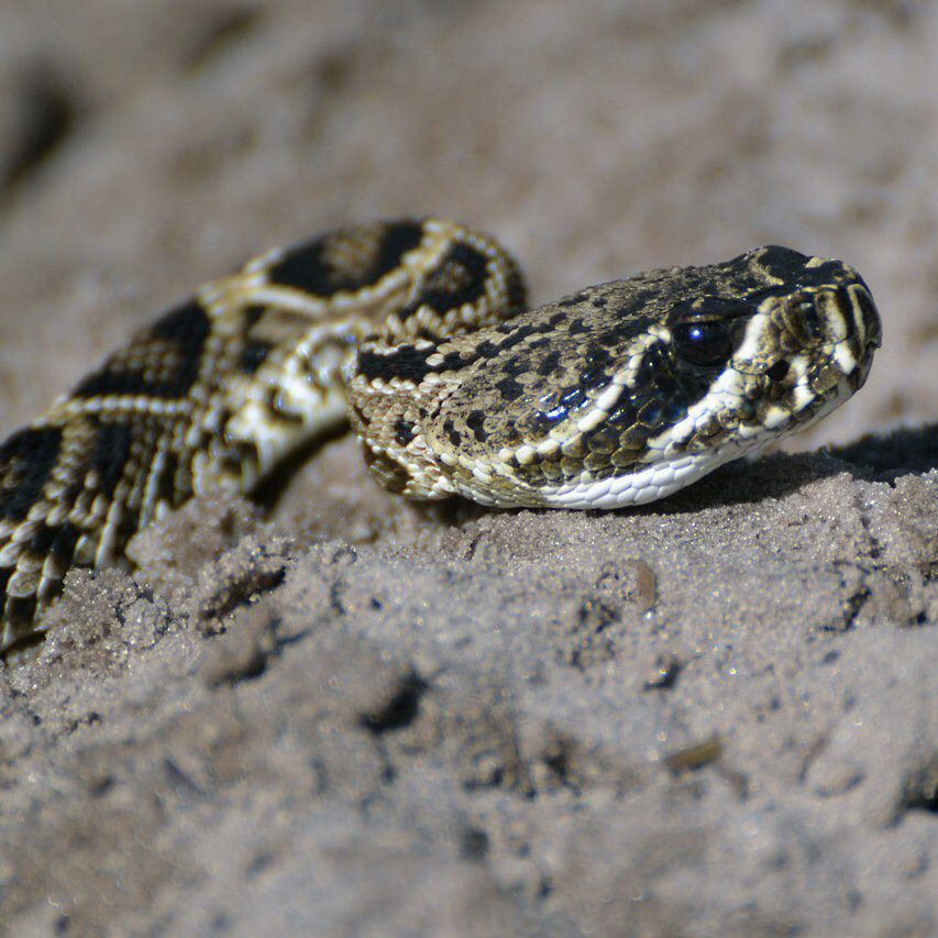 Tips for Garden Critter Control 16 Snake