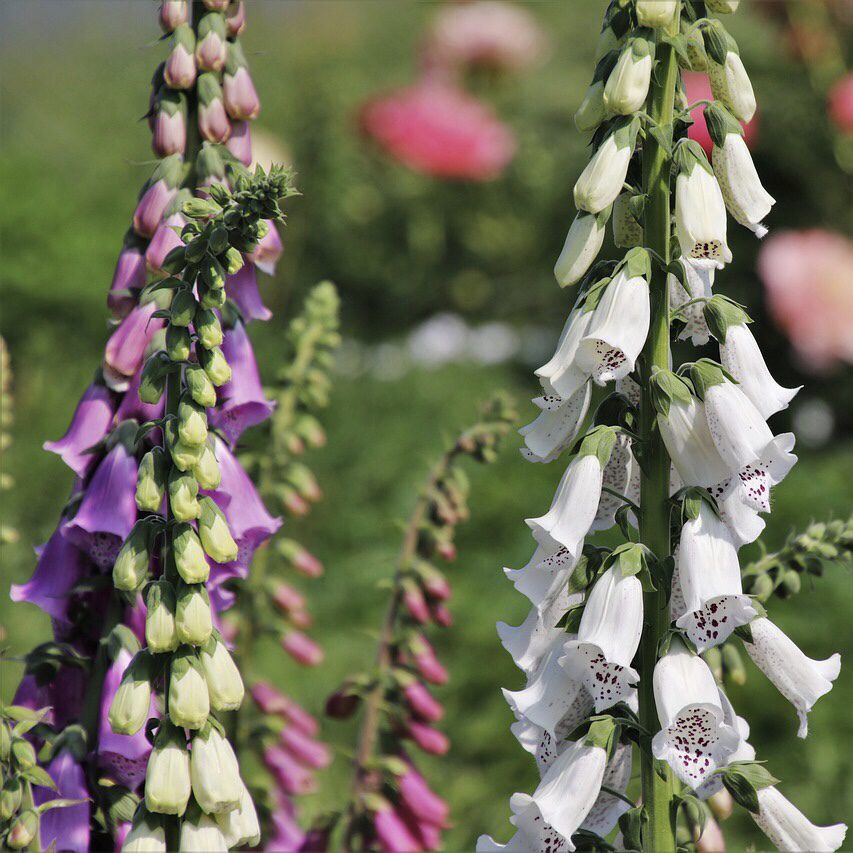 Foxglove Top 20 Flowers for a Cottage Garden