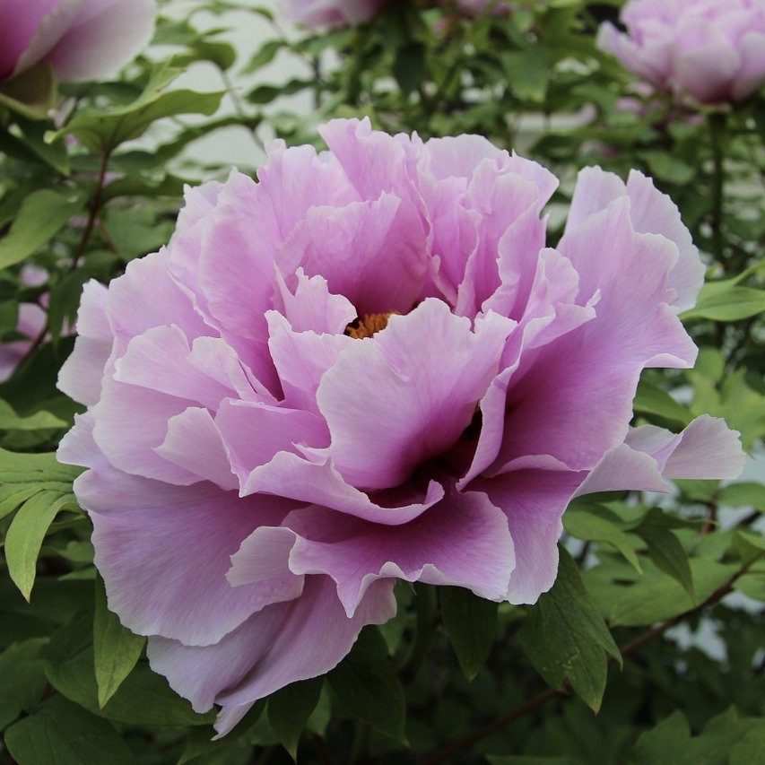 Peony Top 20 Flowers for a Cottage Garden