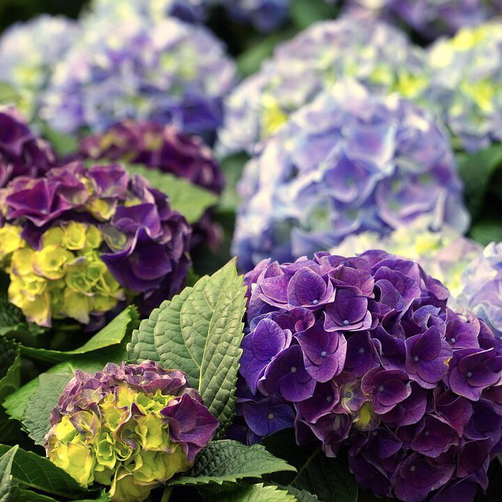 Hydrangea Top 20 Flowers for a Cottage Garden