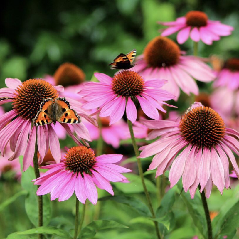 Echinacea How to Grow a Medicinal Tea Garden (Plus over 40 Plants!)