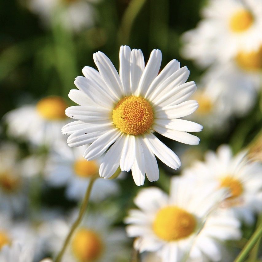 Daisies Top 20 Flowers for a Cottage Garden