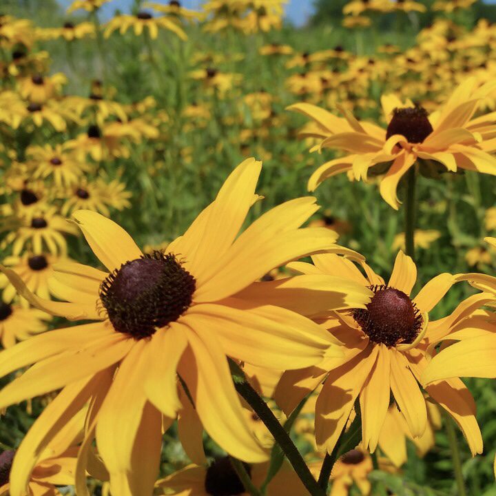 Black Eyed Susan Top 20 Flowers for a Cottage Garden