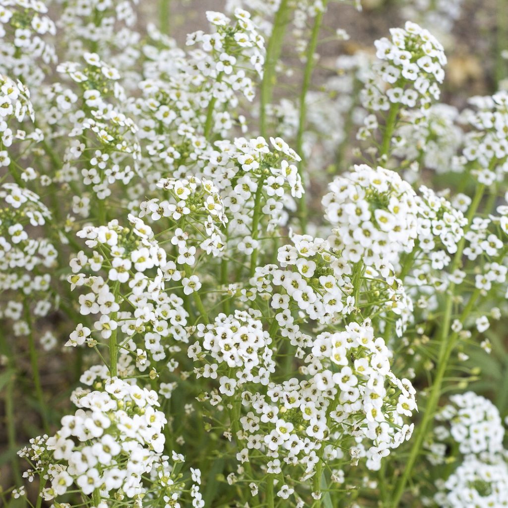 Baby's Breath Top 20 Flowers for a Cottage Garden
