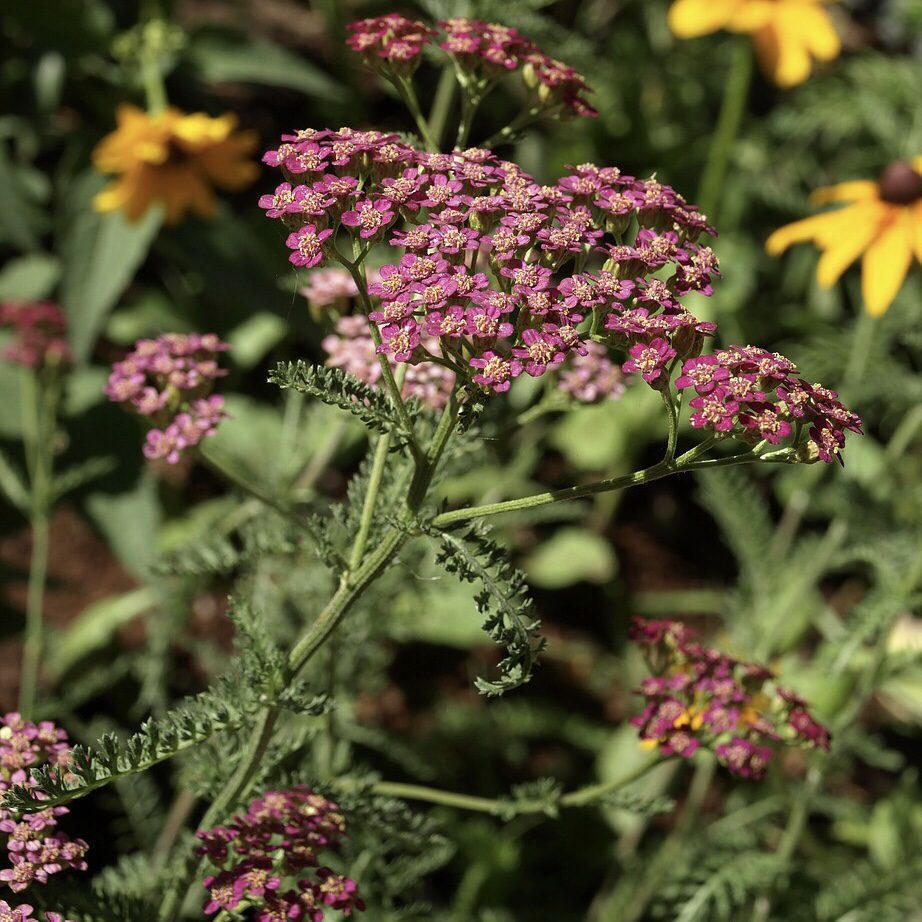 Yarrow Top 20 Flowers for a Cottage Garden