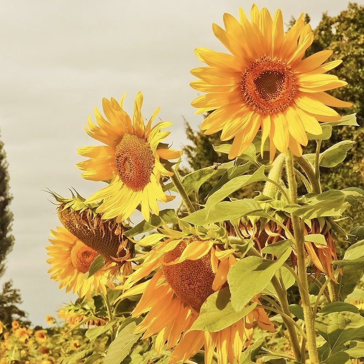 Sunflowers Top 20 Flowers for a Cottage Garden