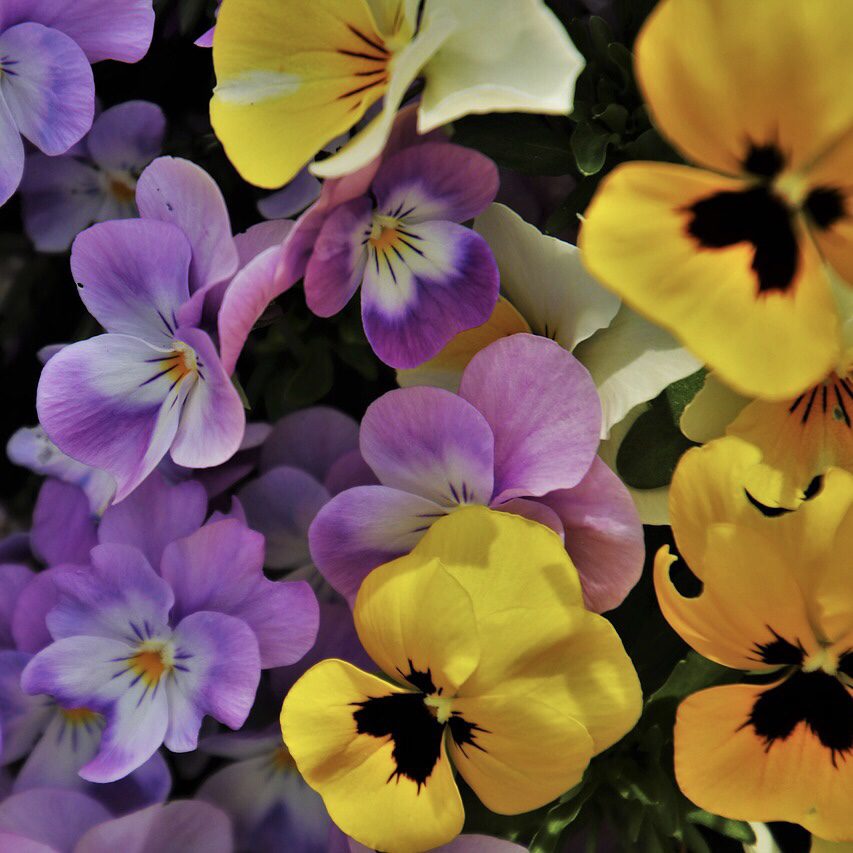 Pansies Top 20 Flowers for a Cottage Garden