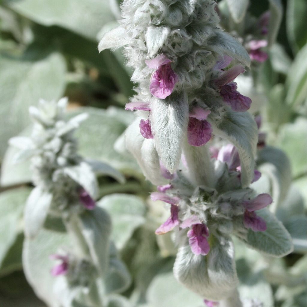 Lamb's Ear Top 20 Flowers for a Cottage Garden