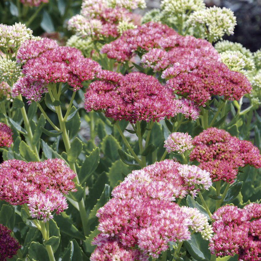 Sedum Top 20 Flowers for a Cottage Garden