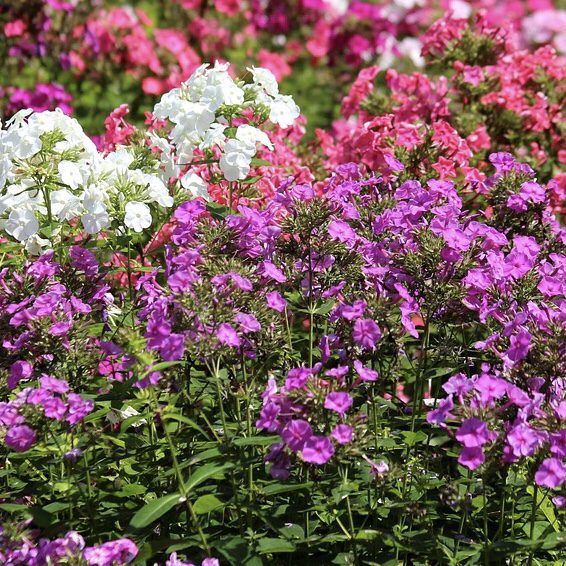 Garden Phlox Top 20 Flowers for a Cottage Garden