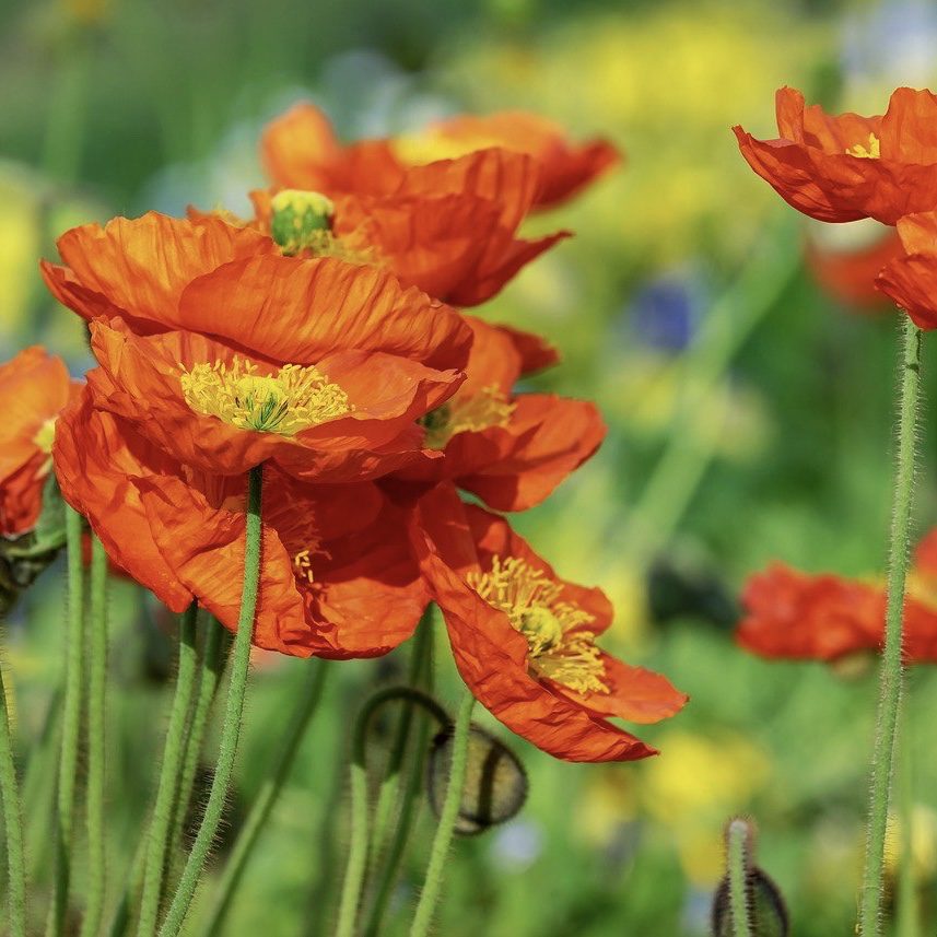 Poppies Top 20 Flowers for a Cottage Garden