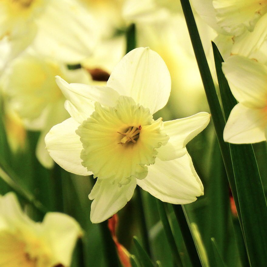 Daffodils Top 20 Flowers for a Cottage Garden