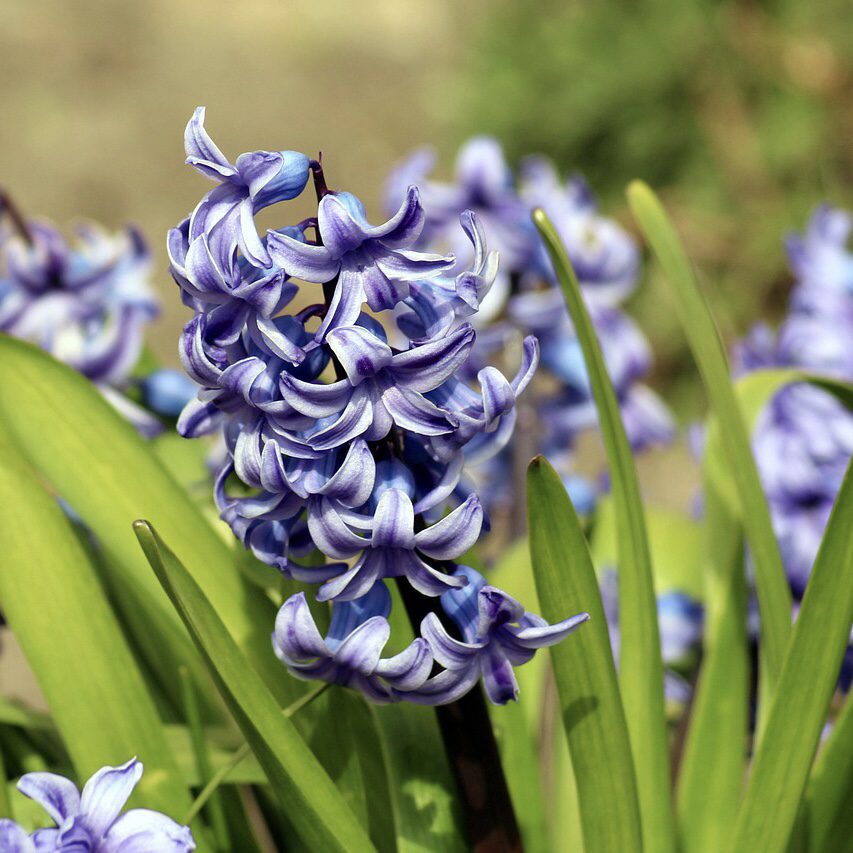 Hyacinth Top 20 Flowers for a Cottage Garden