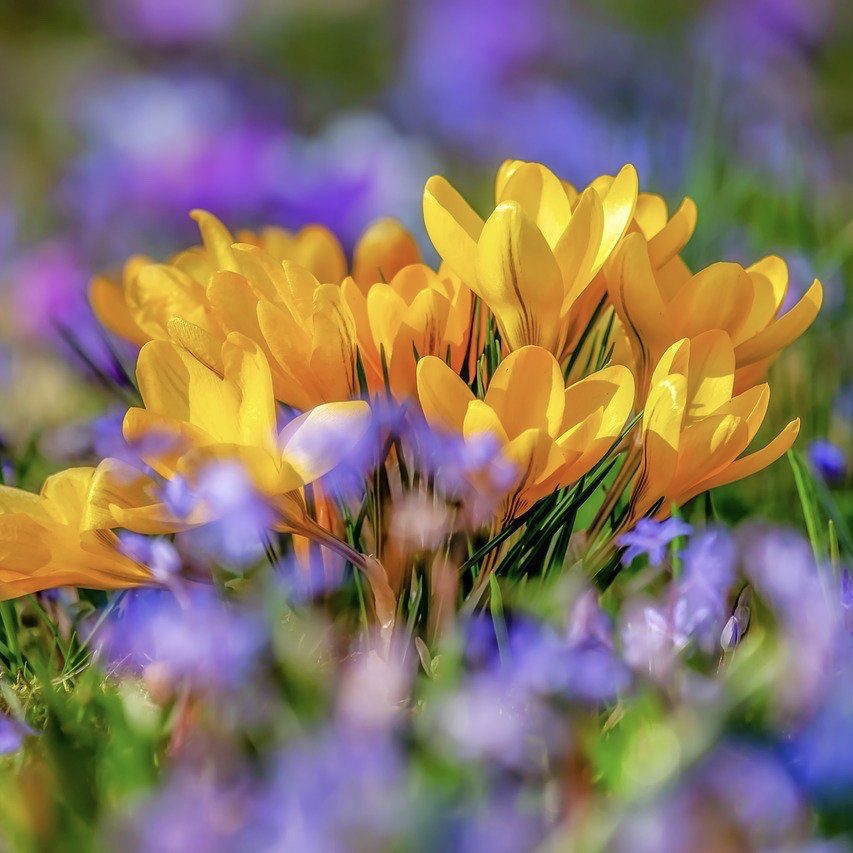 Crocus Top 20 Flowers for a Cottage Garden