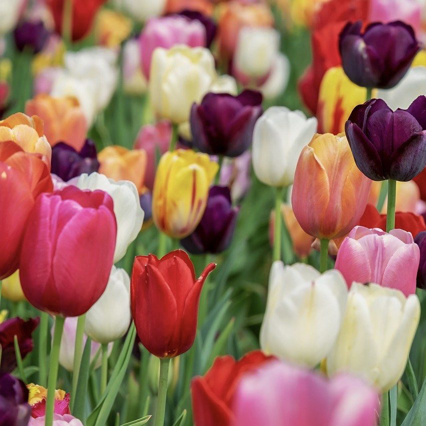 Tulips Top 20 Flowers for a Cottage Garden